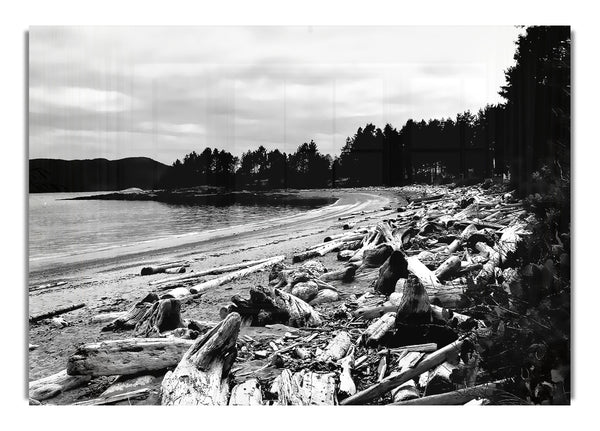 Black And White Driftwood Ocean