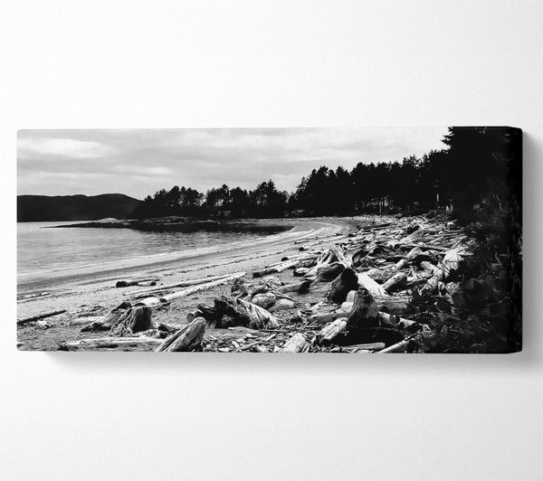 Black And White Driftwood Ocean