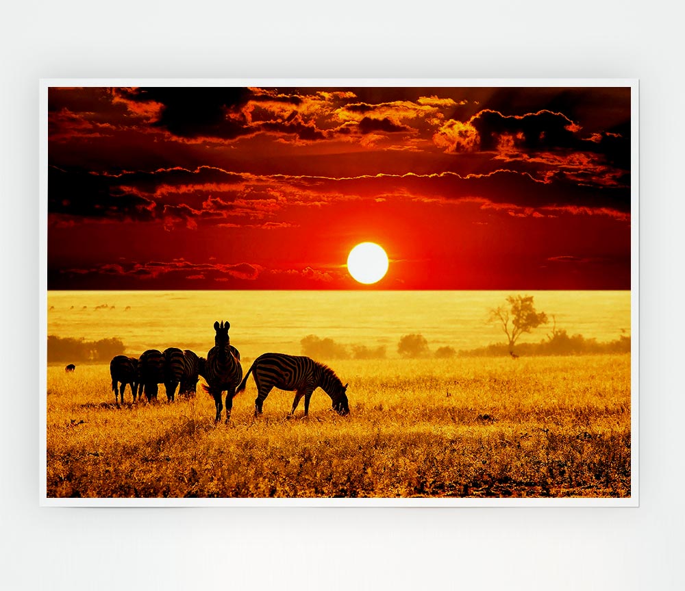 Zebras In The African Sun Print Poster Wall Art