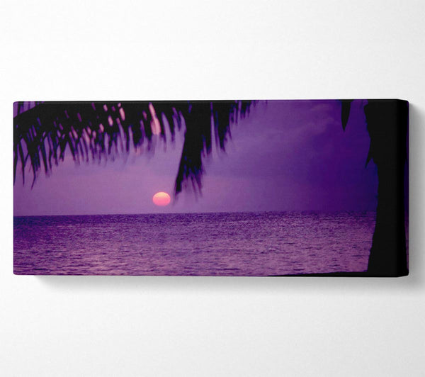 Sun Down Palm Purple