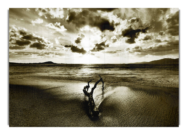 Driftwood Sepia