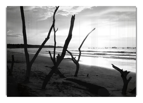 Driftwood Beach B~w