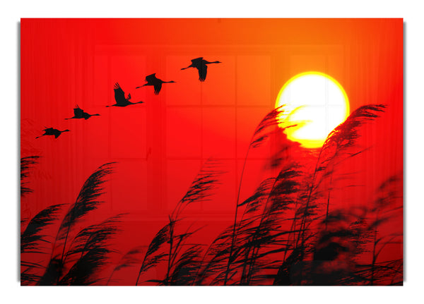 Geese In Flight Under The Red Sun