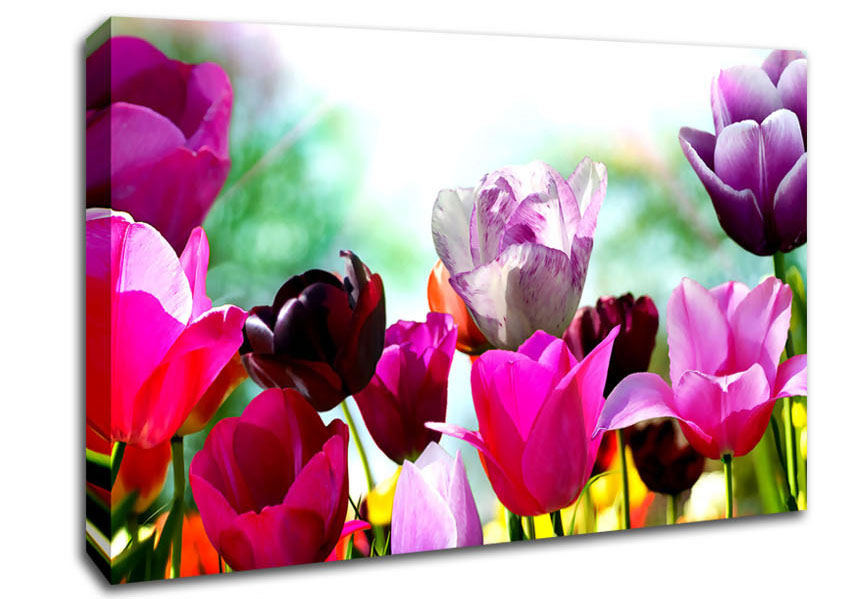 Picture of A bloom Of Coloured Tulips Canvas Print Wall Art