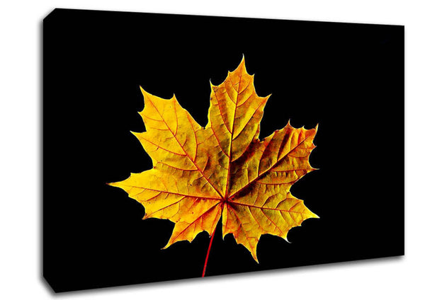 Picture of A Single Autumn Leaf Canvas Print Wall Art