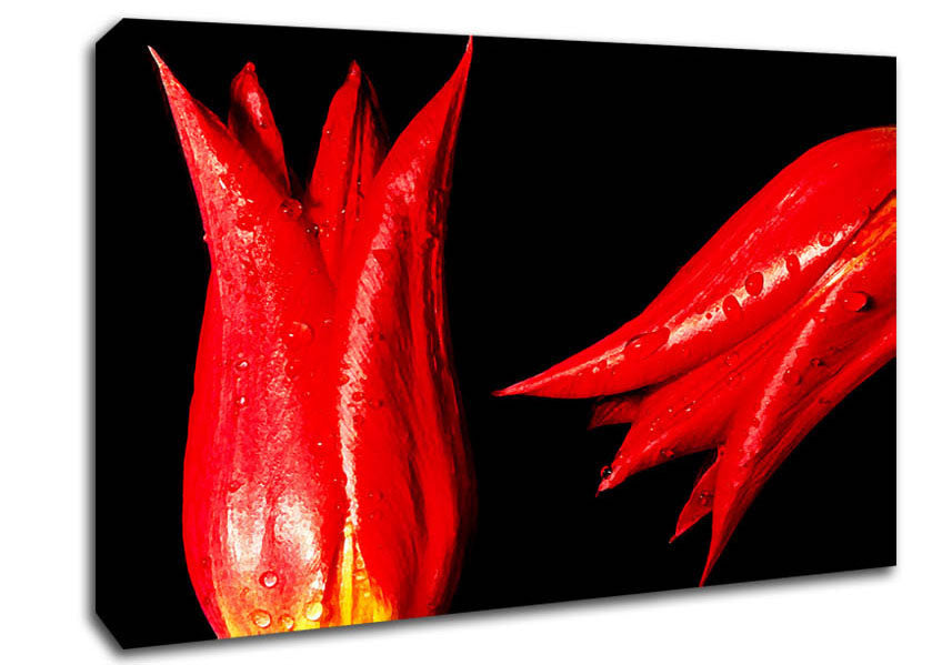 Picture of A Pair Of Red Tulips Canvas Print Wall Art