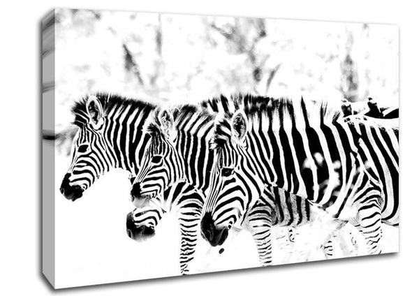 Picture of 3 Zebras Canvas Print Wall Art