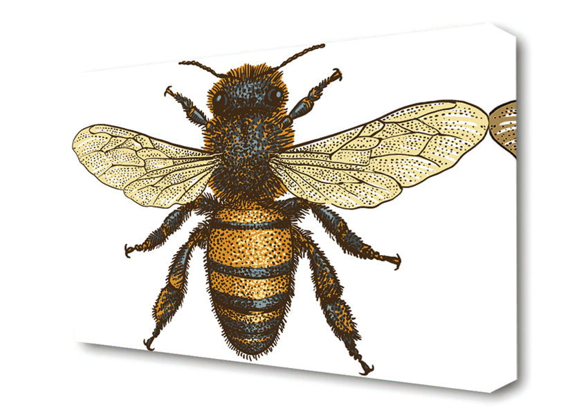 Picture of A Bee Illustrated Canvas Print Wall Art