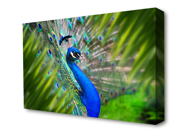 Picture of A Peacocks View Canvas Print Wall Art