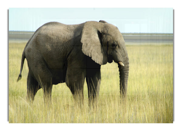 African Elephant Namibia