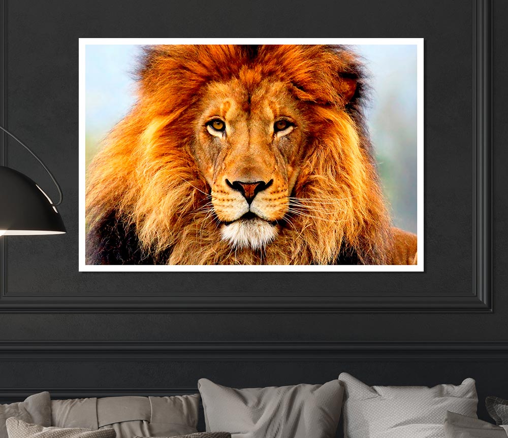 African Lion Print Poster Wall Art