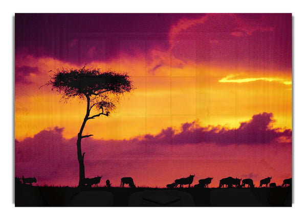 African Safari Sunset