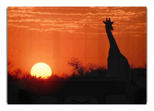 African Sunset Giraffe