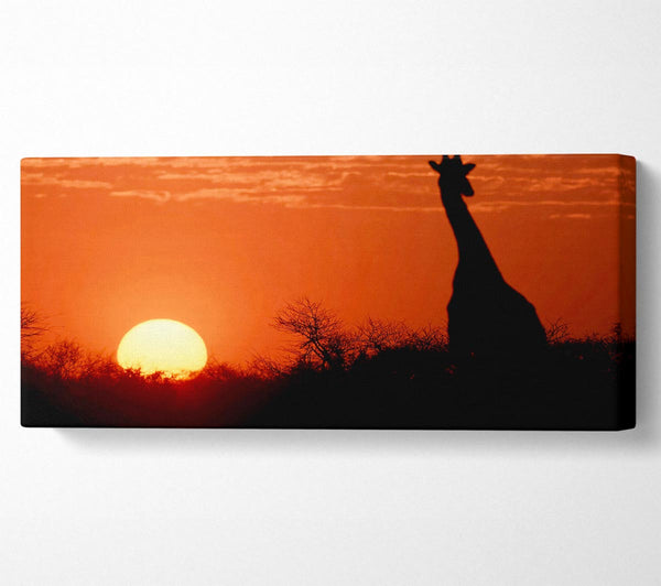 African Sunset Giraffe