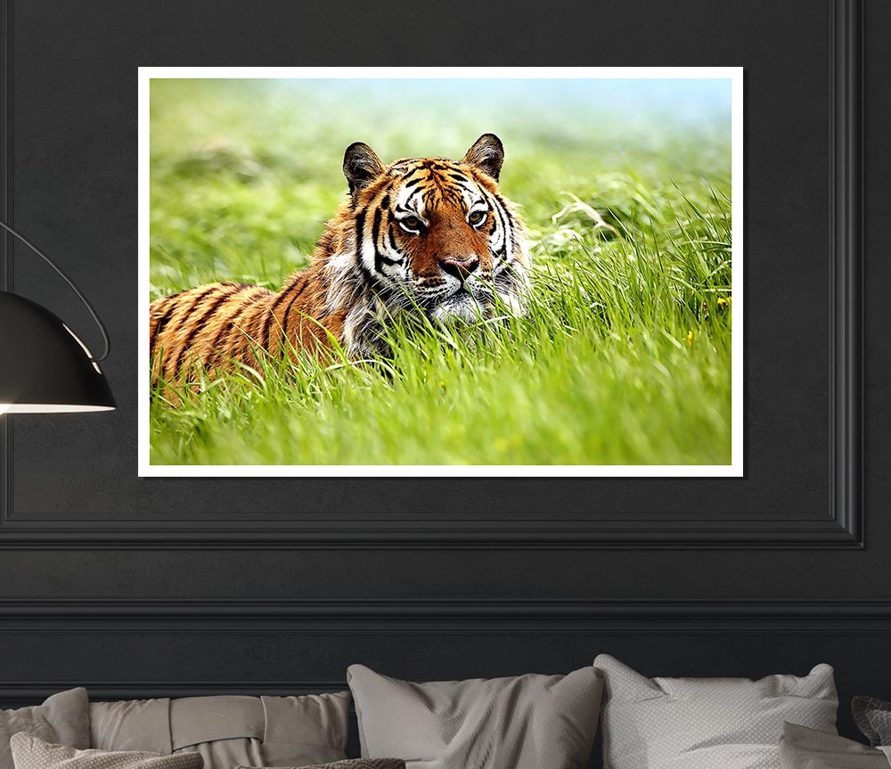 Amazing Siberian Tiger Print Poster Wall Art