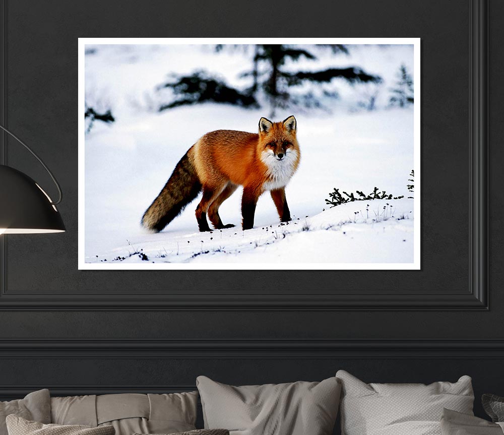 Arctic Fox In Snow Print Poster Wall Art