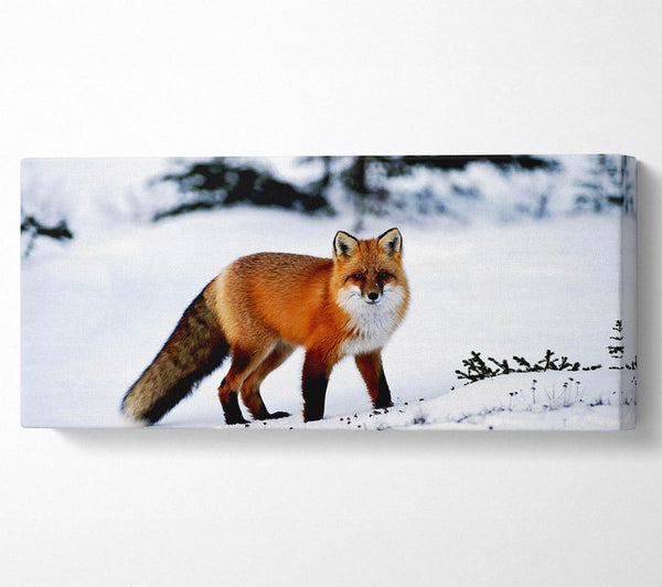 Arctic Fox In Snow