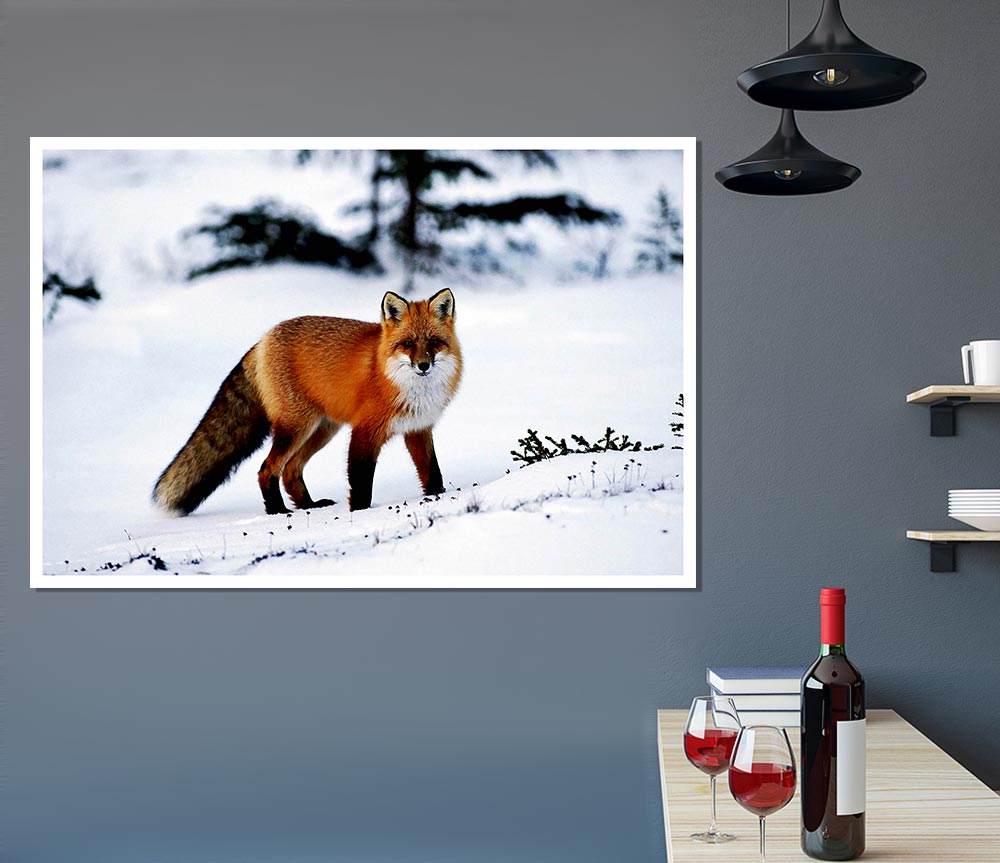 Arctic Fox In Snow Print Poster Wall Art