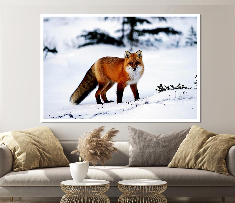 Arctic Fox In Snow Print Poster Wall Art