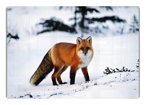 Arctic Fox In Snow