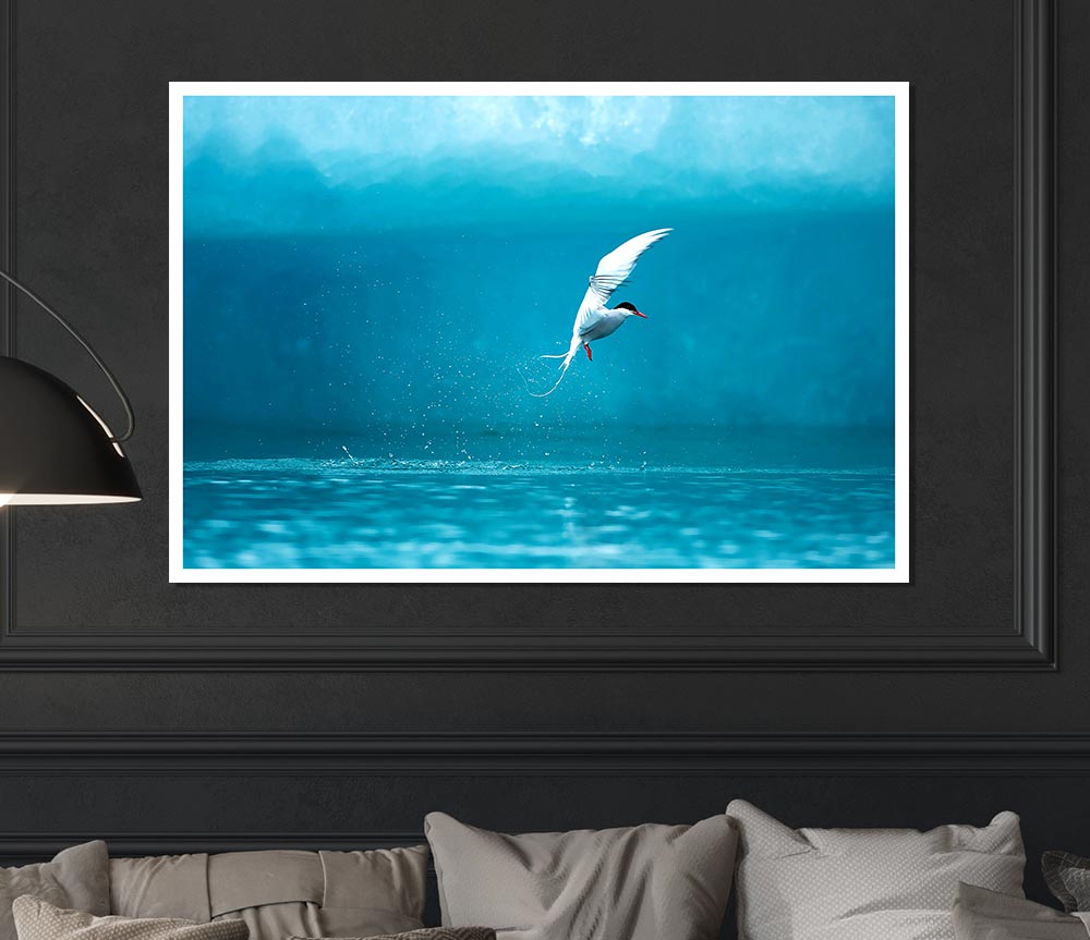 Arctic Tern Print Poster Wall Art