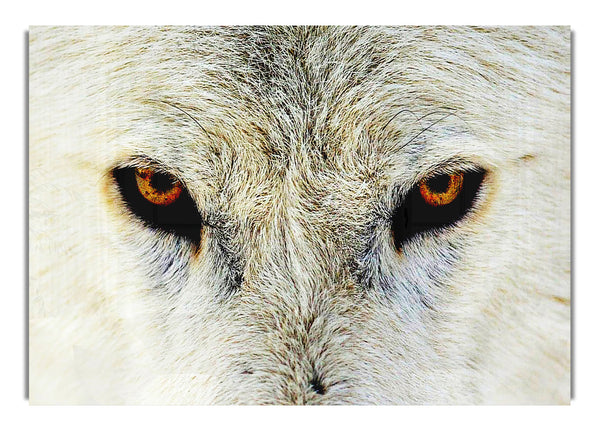 Arctic Wolf Eyes