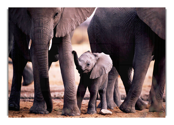 Baby Elephant Love