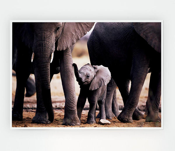 Baby Elephant Love Print Poster Wall Art