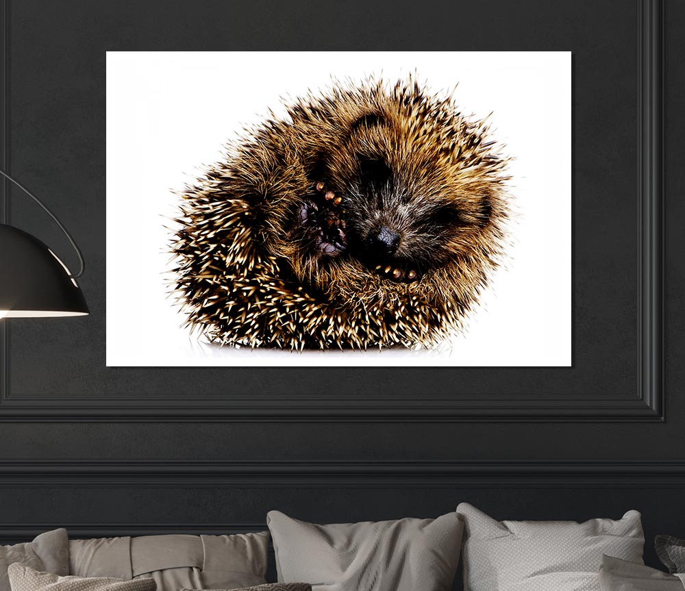 Baby Hedgehog Sleeping Print Poster Wall Art