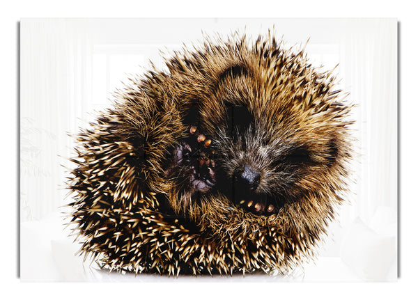 Baby Hedgehog Sleeping