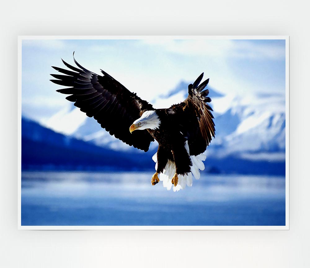 Bald Eagle In Flight Alaska Print Poster Wall Art