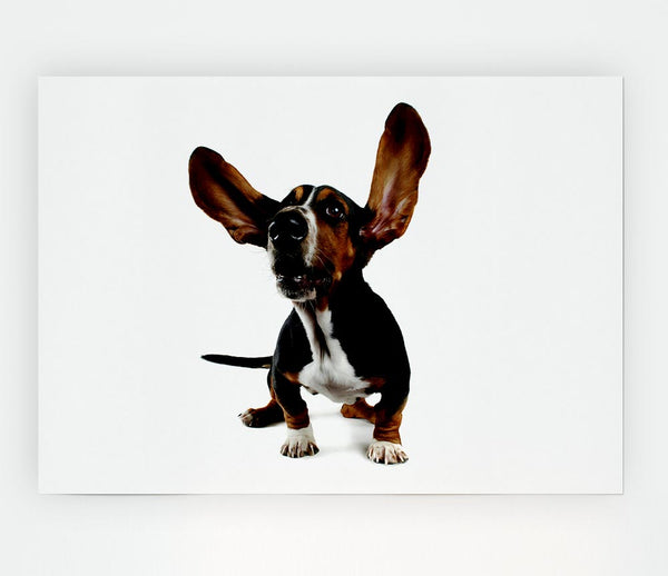 Bassett Hound Ears Print Poster Wall Art