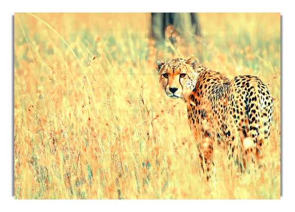 Beautiful Cheetah