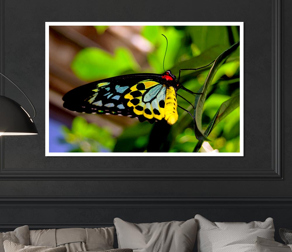 Beautiful Colourful Butterfly Print Poster Wall Art