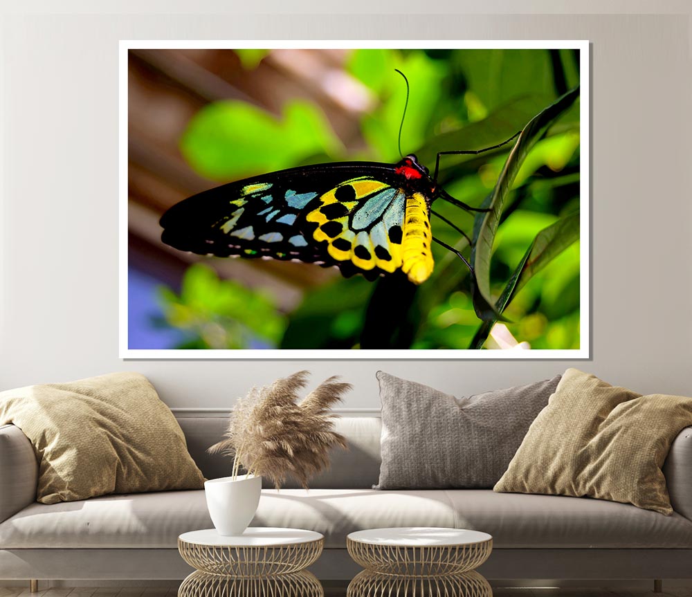 Beautiful Colourful Butterfly Print Poster Wall Art