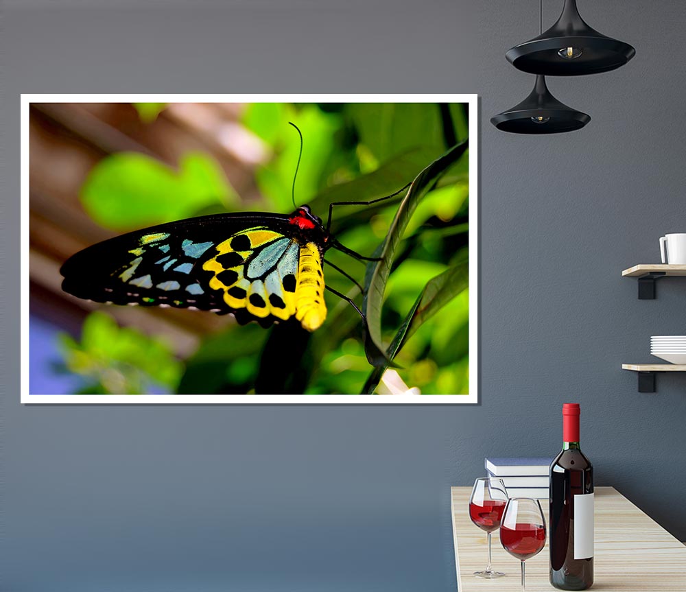 Beautiful Colourful Butterfly Print Poster Wall Art