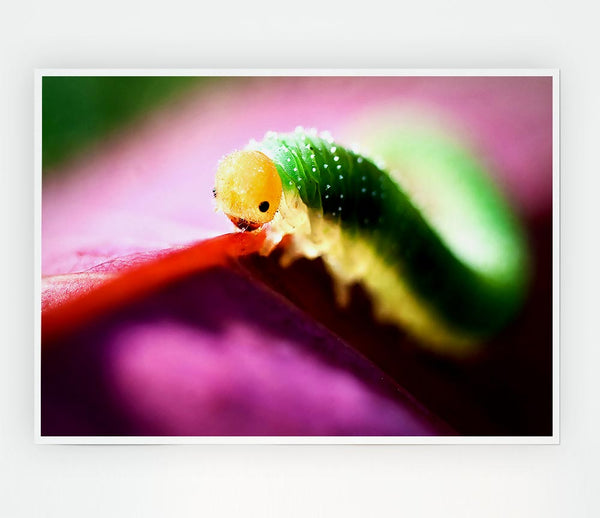 Beautiful Caterpiller Waiting Print Poster Wall Art