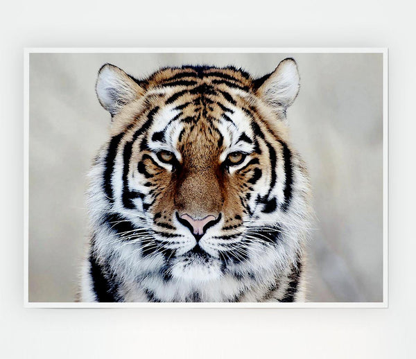 Beautiful Tiger Print Poster Wall Art