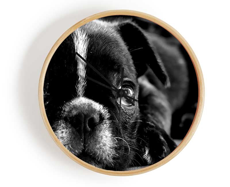 Black French Bulldog Puppy Clock - Wallart-Direct UK