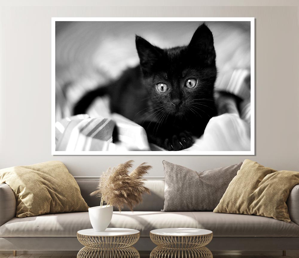 Black Kitten Print Poster Wall Art