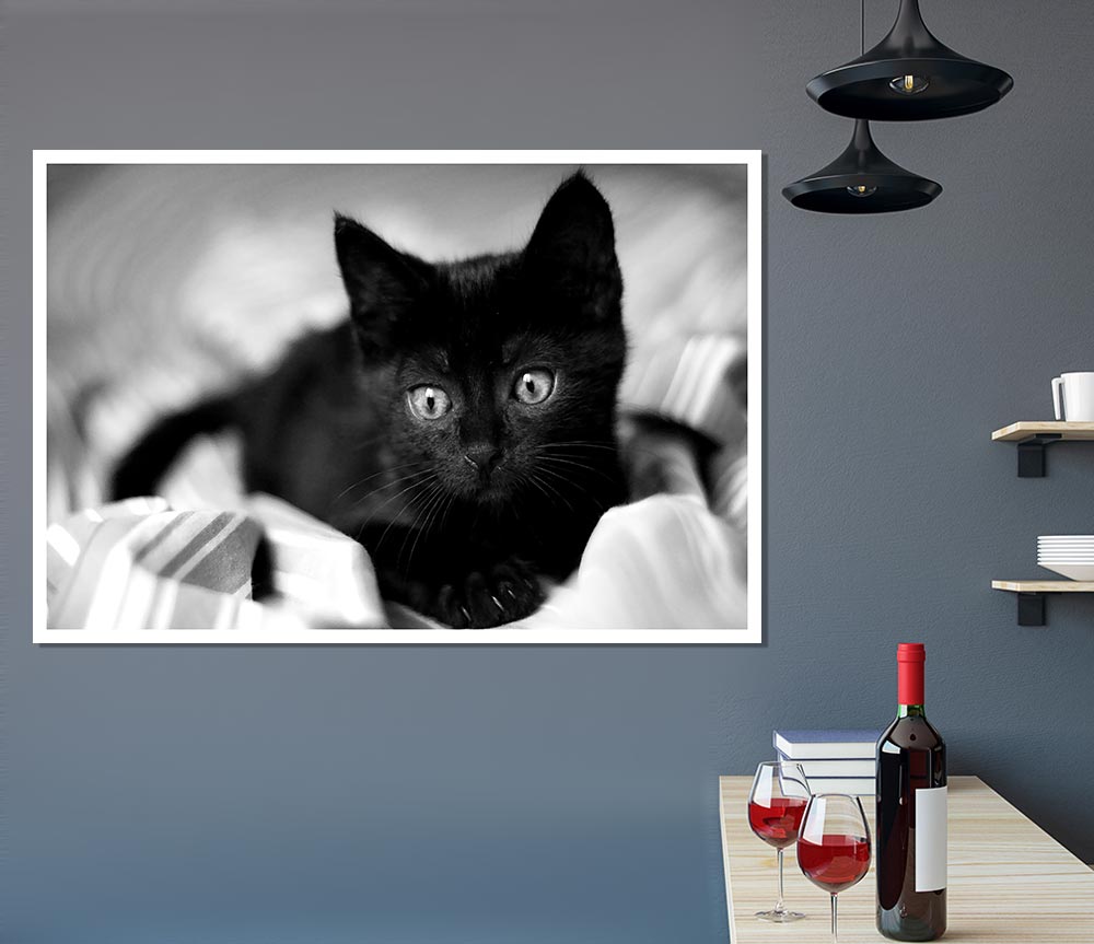 Black Kitten Print Poster Wall Art