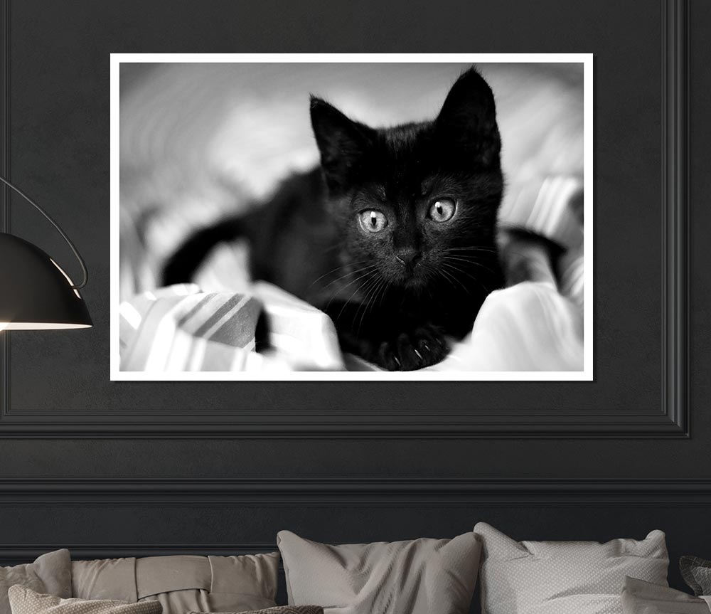 Black Kitten Print Poster Wall Art