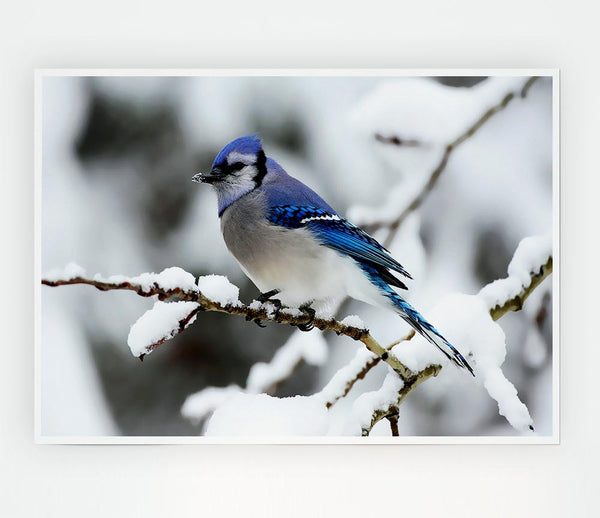 Blue Tit Winter Print Poster Wall Art