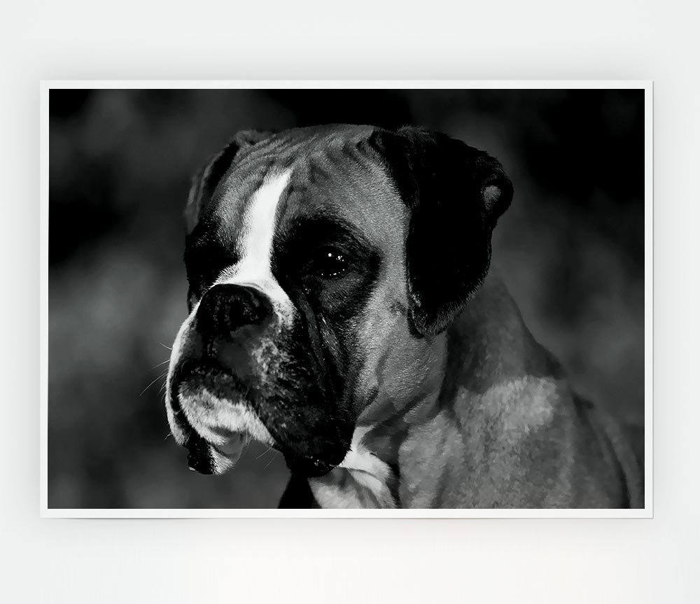 Boxer Beauty Print Poster Wall Art