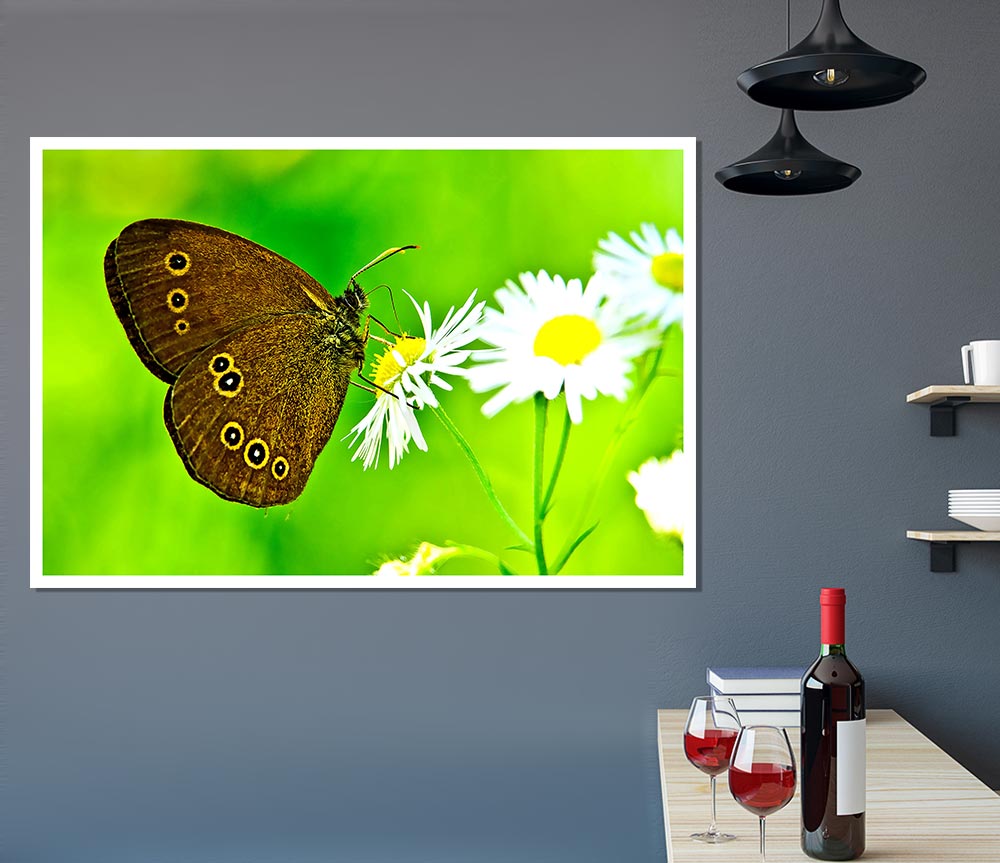 Butterfly Close Up Print Poster Wall Art