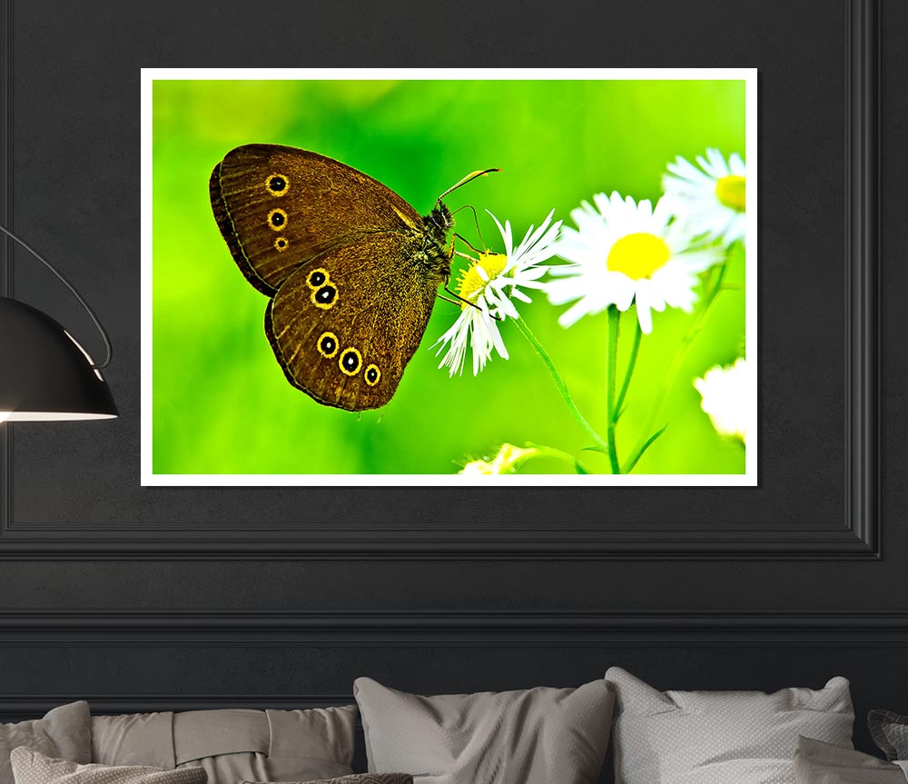 Butterfly Close Up Print Poster Wall Art