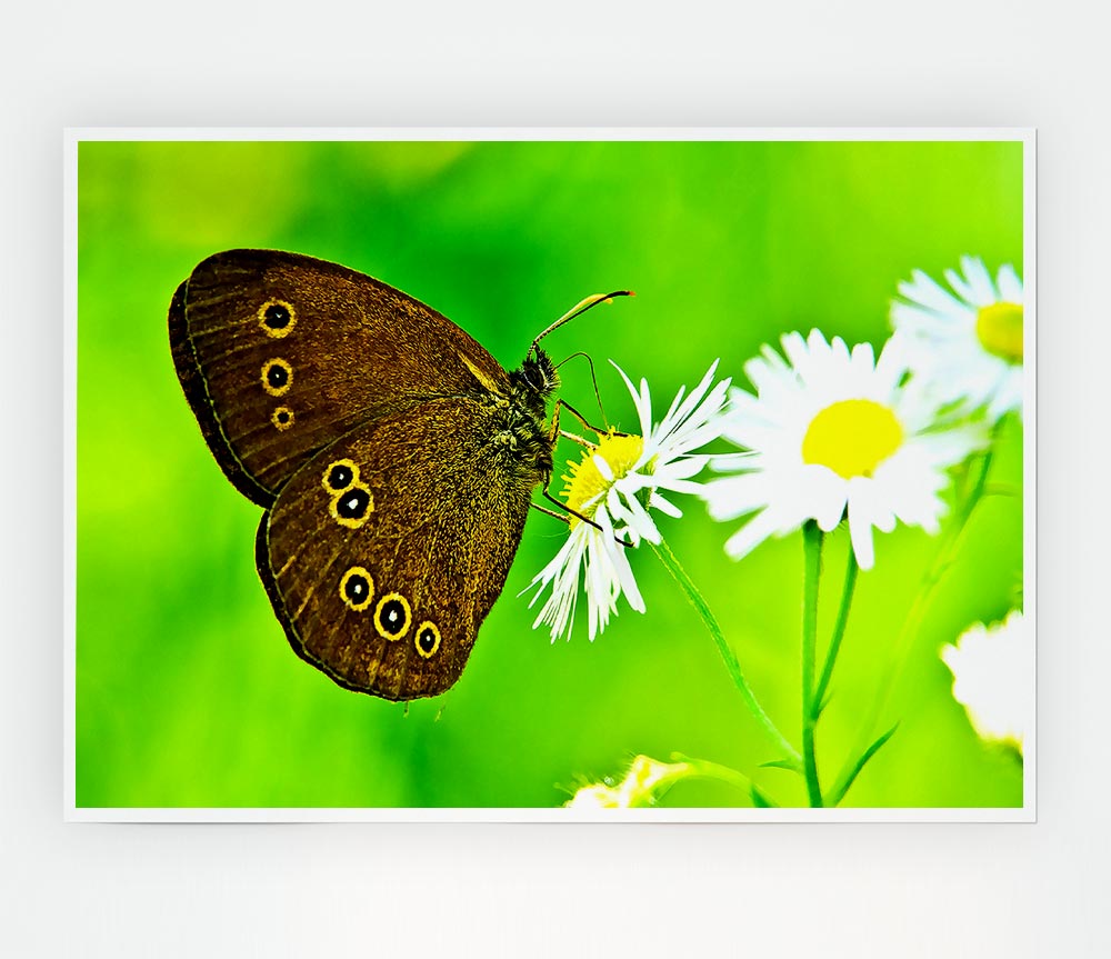 Butterfly Close Up Print Poster Wall Art