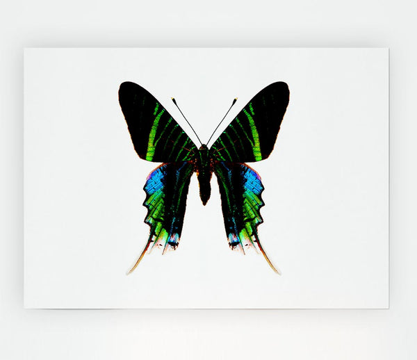 Butterfly Colours Print Poster Wall Art