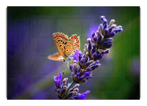 Butterfly On Lavender Flower