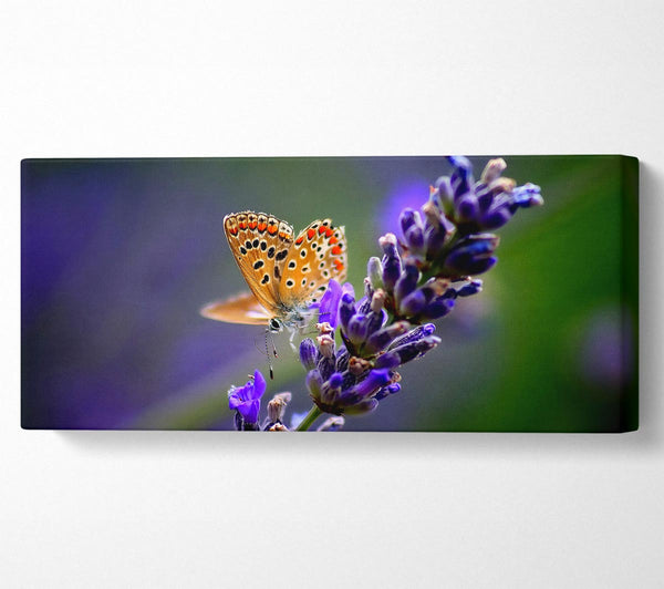 Butterfly On Lavender Flower